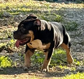 American bully