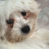 Cucciolo maltese