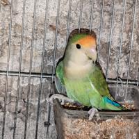 Inseparabile maschio