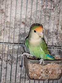 Inseparabile maschio