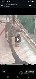 American bully