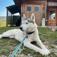 Siberian Husky per monta