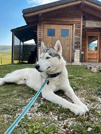 Siberian Husky per monta