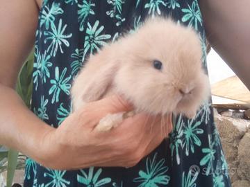 coniglio nano Ariete mini lop 