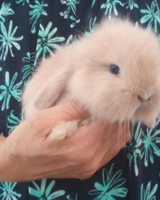 coniglio nano Ariete mini lop 