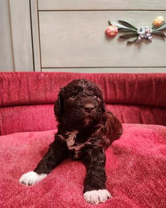 Cuccioli di lagotto romagnolo con pedigree - roma