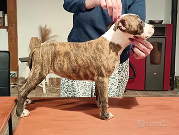 Amstaff
