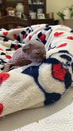 Cucciolo di sphynx gatto nudo