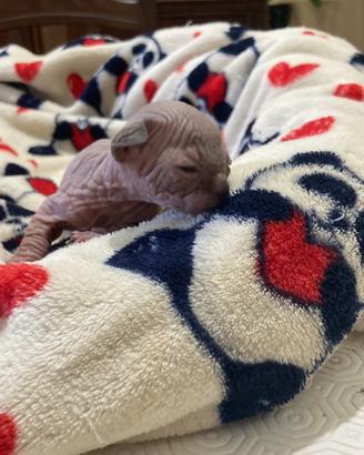Cucciolo di sphynx gatto nudo