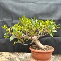 Bonsai Ficus Retusa