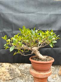 Bonsai Ficus Retusa