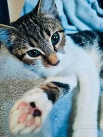 Gattini