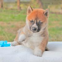 Shiba Inu Maschio color rosso