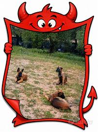 Pastore Belga Malinois