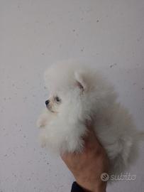 Spitz Pomerania nano