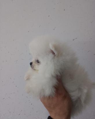Spitz Pomerania nano