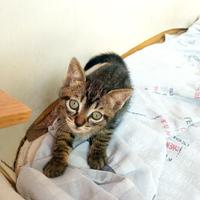 Cuccioli di gattini