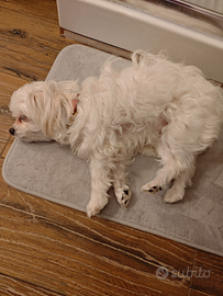 Maltesina di 3 anni per accoppiamento