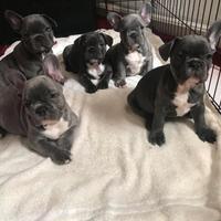 Cucciolata bulldog francese maschi femmine