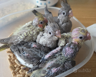 Calopsite allevate a mano