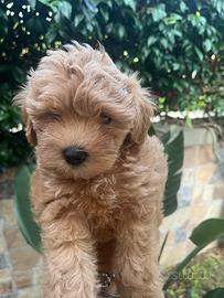 Cuccioli Maltipoo
