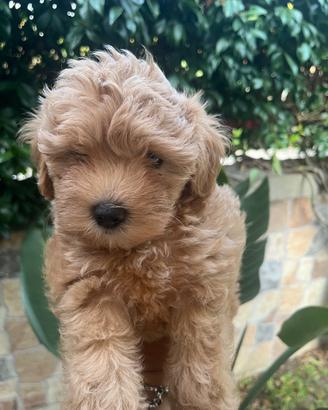 Cuccioli Maltipoo