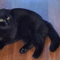 Splendido esemplare di Scottish Fold anni 2