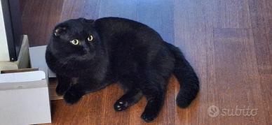 Splendido esemplare di Scottish Fold anni 2