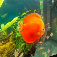 Discus