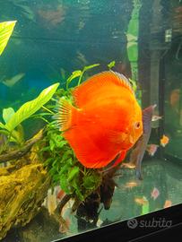 Discus
