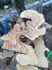 Pezzi di legno ulivo