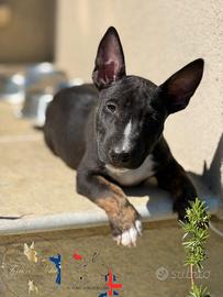 Bull terrier miniature