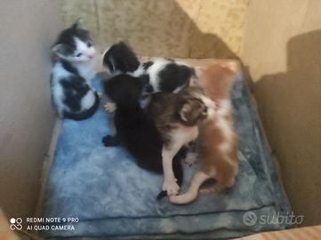 Gattini coloratissimi e affettuosi