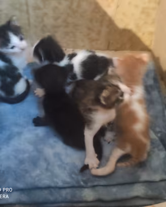 Gattini coloratissimi e affettuosi