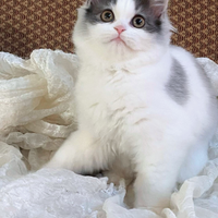 Cucciola di persiani normotipici FEMMINA