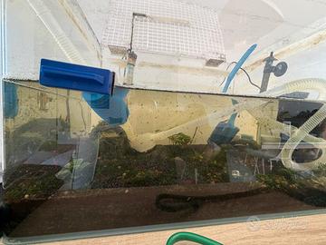 Neocaridine + Endler (solo ritiro a mano a Bari)