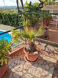 pianta