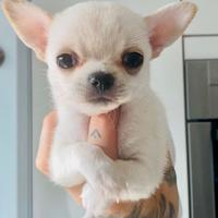 Cuccioli di chihuahua