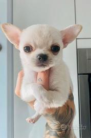 Cuccioli di chihuahua
