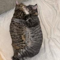 Gatti domestici in addozione