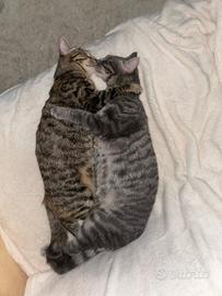 Gatti domestici in addozione
