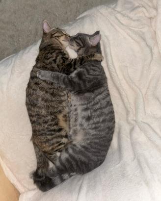 Gatti domestici in addozione