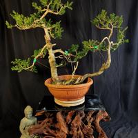 Bonsai abete rosso