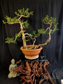 Bonsai abete rosso