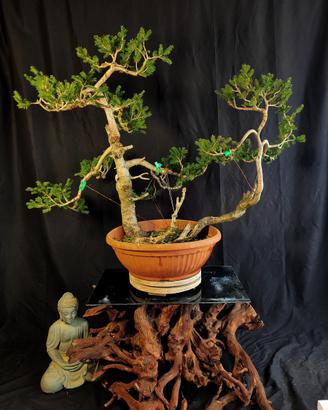 Bonsai abete rosso