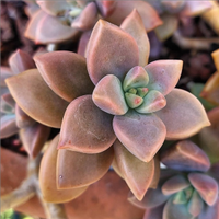 Graptosedum 'Vera Higgins' piante grasse