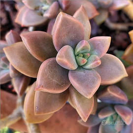 Graptosedum 'Vera Higgins' piante grasse