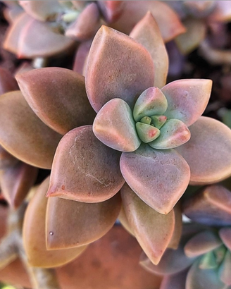 Graptosedum 'Vera Higgins' piante grasse