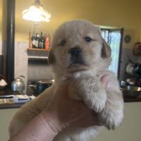 Cuccioli golden retriver