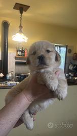 Cuccioli golden retriver